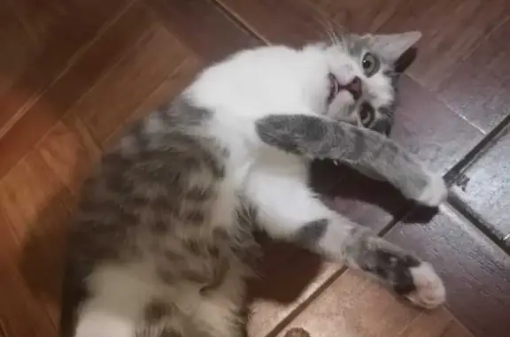 Кошки потеряшки, Таганрог, фото: Потеряшка кошка Мурка, ул. Некрасова, 25