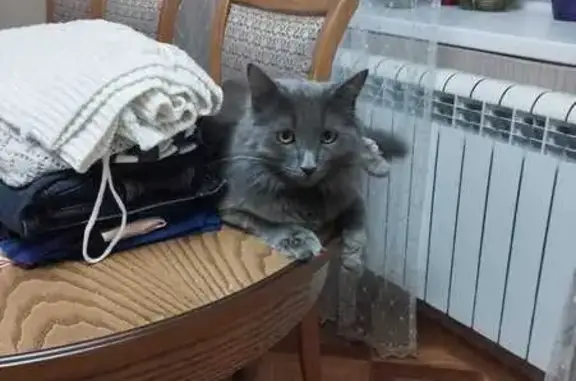 Пропала кошка: Нагулинская, 35