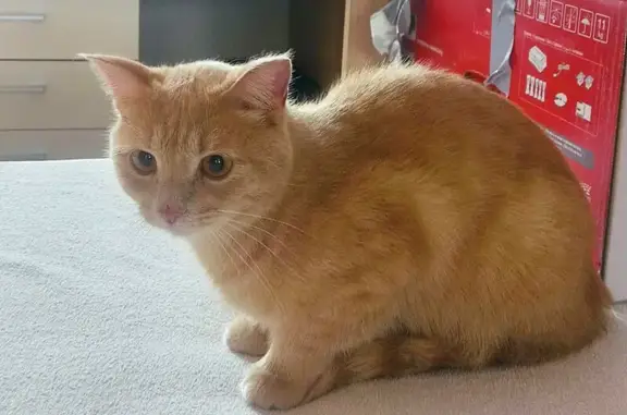 Найден рыжий кот: Вологодская, 19, Уфа