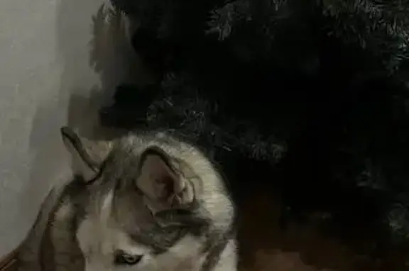 Собаки потеряшки, Рязань, фото: Потеряшка собака: Станкозаводская 28 к1