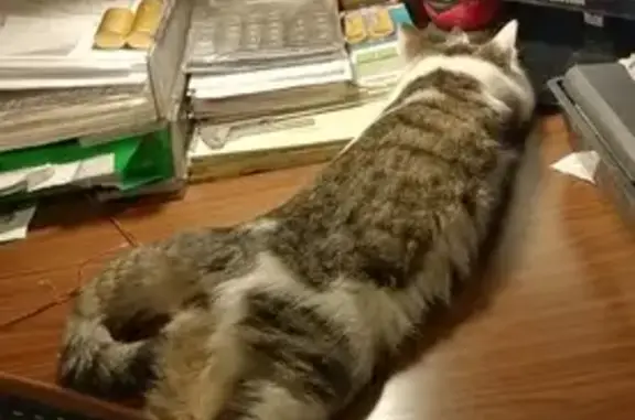 Потерянные животные Москва, фото: Пропала кошка: Фестивальная, 22к6