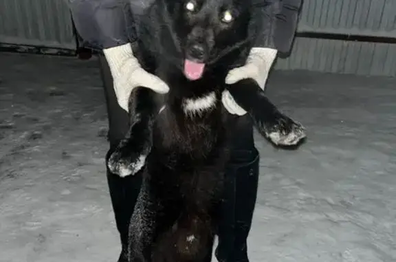 Найден пёс: Шафиева, 27, Стерлитамак