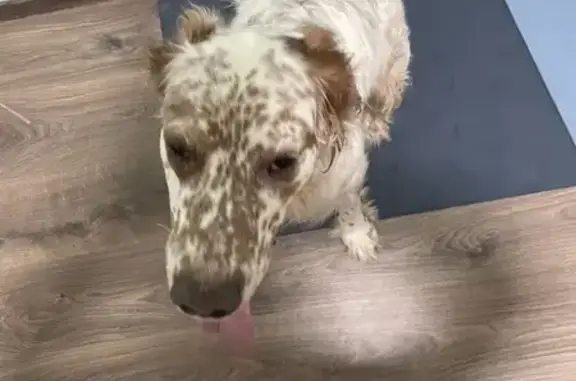 Найдена собака, Санкт-Петербург, фото: Найден сеттер на Союзном проспекте