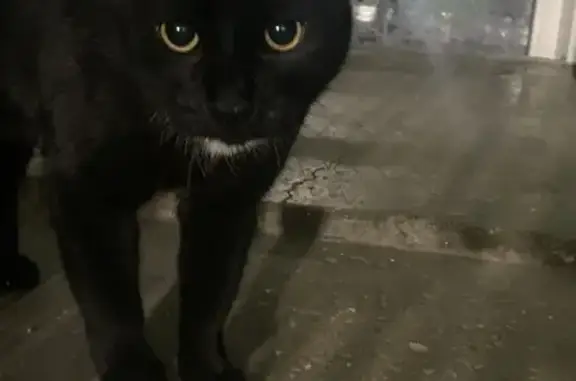 Найдена кошка: ул. Гагарина, 33, Череповец