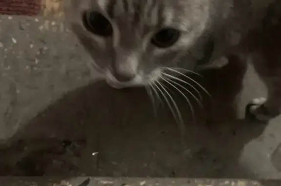 Найдена кошка, ул. Бугрова, 26
