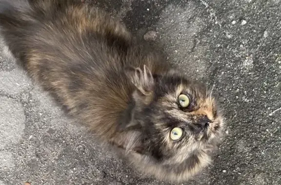 Пропала кошка у ТЦ Мега, Калининград