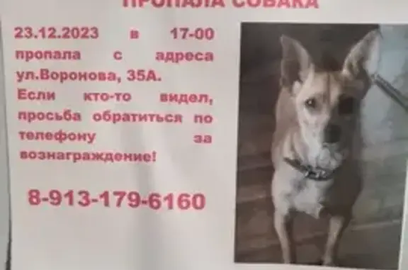 Пропала собака Тесса, ул. Воронова