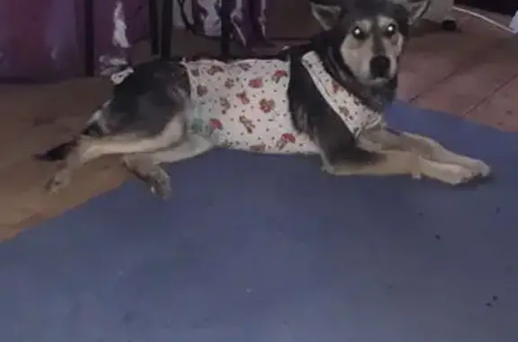 Собаки потеряшки, Благовещенск, фото: Потеряшка собака, Юбилейная ул., Блгвещнск