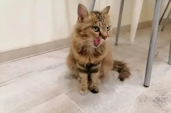 Найдена кошка в 115 квартале Улан-Удэ