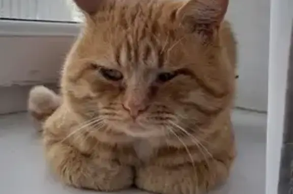 Кошки потеряшки, Новотаврический, фото: Потеряшка кот, Ставропольский край