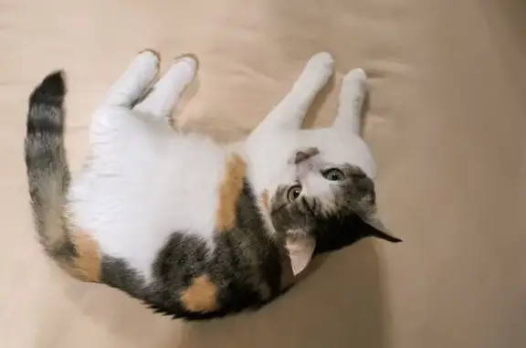 Кошки потеряшки, Санкт-Петербург, фото: Потеряшка кошка: Бухарестская, 88