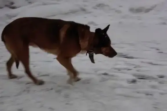 Найдена собака в парке на Михалковской