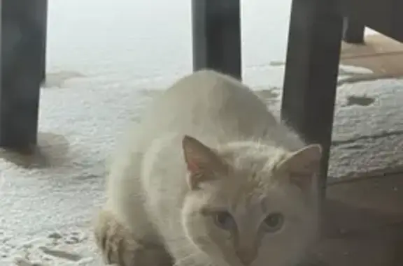Найдена кошка, ул. Строителей, Патрушева