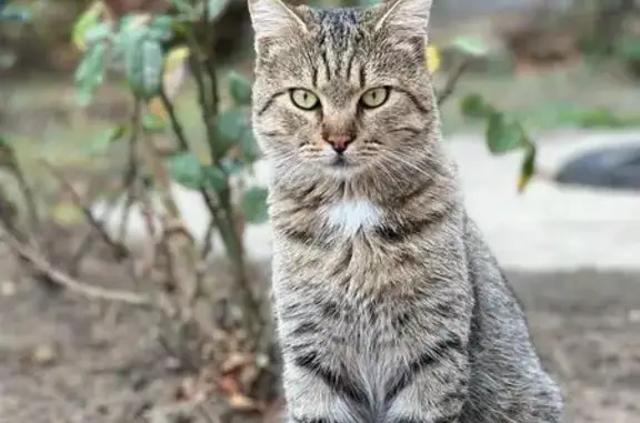 Пропала кошка: Светлоград, Выставочная