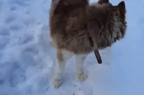 Найдена собака в Беликово, Ленинский