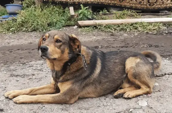 Собаки потеряшки, Волгоград, фото: Потеряшка Рыжик, п. Водстрой, Волгоград