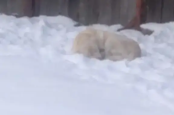 Собака найдена в Кощеево, Владимирская