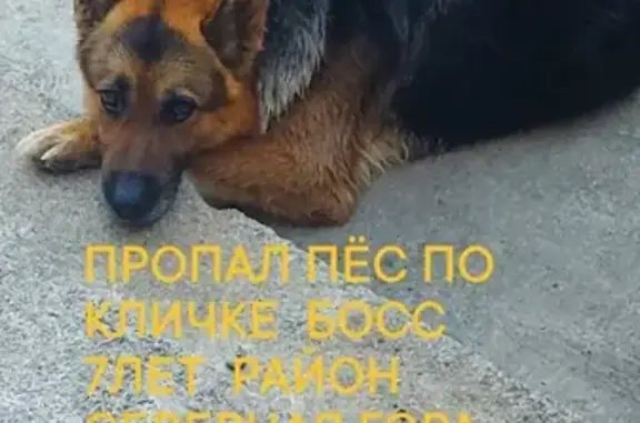 Пропал пёс Босс, Медицинская ул., Калининград