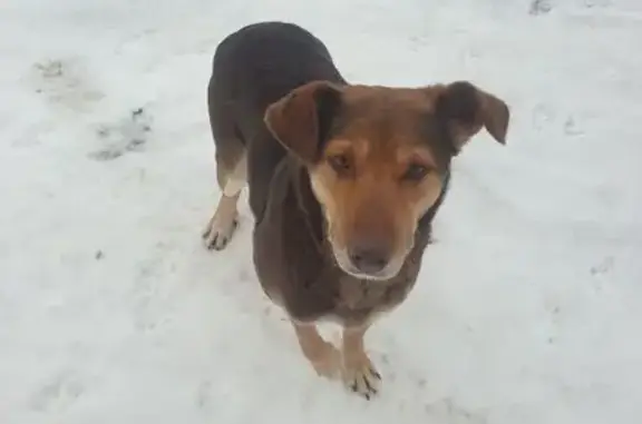 Найдена собака: ул. Ларина, Н. Новгород
