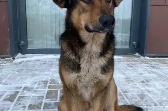 Собака найдена: МКАД 35км, Москва