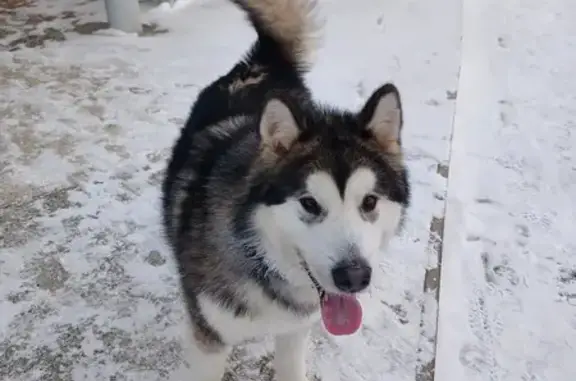 Найдена собака у КАЗ, Ижевская, Казань
