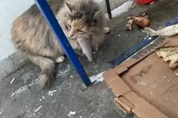 Найдена кошка, ул. Копылова, Казань
