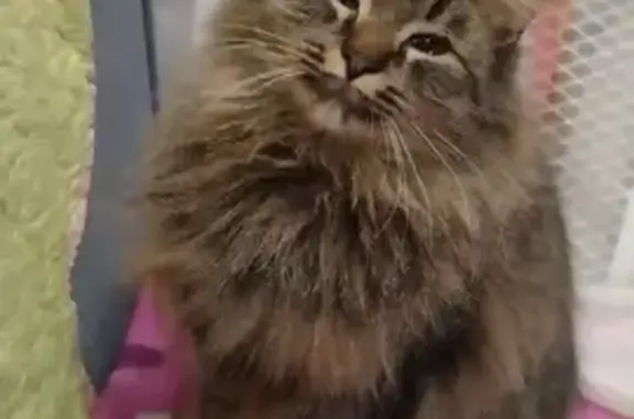 Кастрированный котик найден в Заволжье
