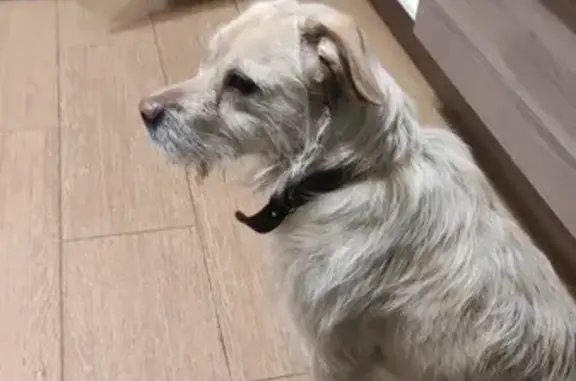 Найдена собака, Дзержинск, фото: Найдена собака на ул. Галкина, Дзержинск