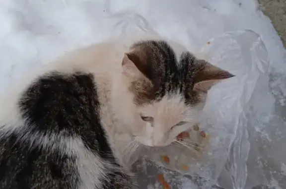 Найдена кошка: Самохвалова, 15, Дзержинск
