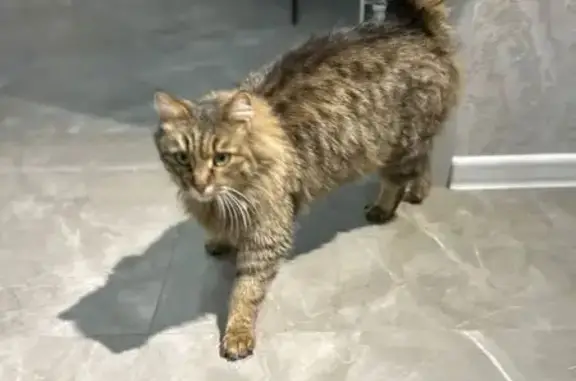 Найдена кошка: ул. Радищева, 28