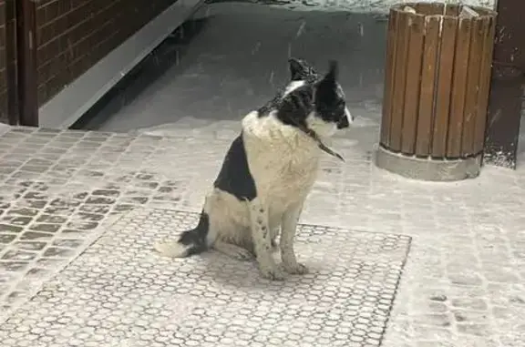 Найдена собака в Туле, черно-белая