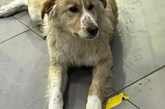 Собака замерзает на заправке в Ульяновске