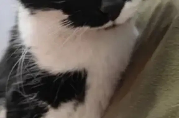 Найдена кошка, Санкт-Петербург, фото: Черно-белая кошка найдена, Народная 47к4