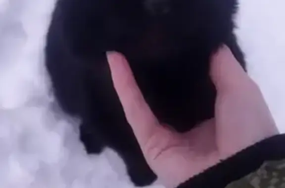 Чёрная кошка найдена на Новопетровской