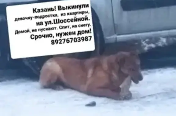 Найдена собака, ул.Шоссейная, Казань
