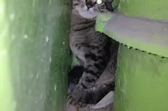 Найдена кошка, ул. Попова, 74, Смоленск