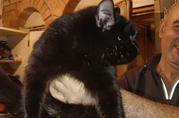 Найдена черная кошка, ул. Гагарина, 29