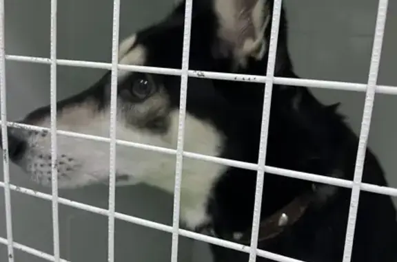Найдена собака: Молдавская, 23Б, Челябинск