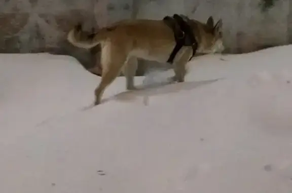 Собака найдена на Новочеремушкинской