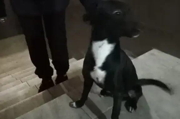 Найдена собака в ЖК Меридиан, ул. Видова