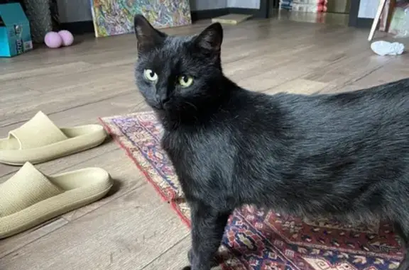 Чёрная кошка с котёнком, Туристская 22 к1