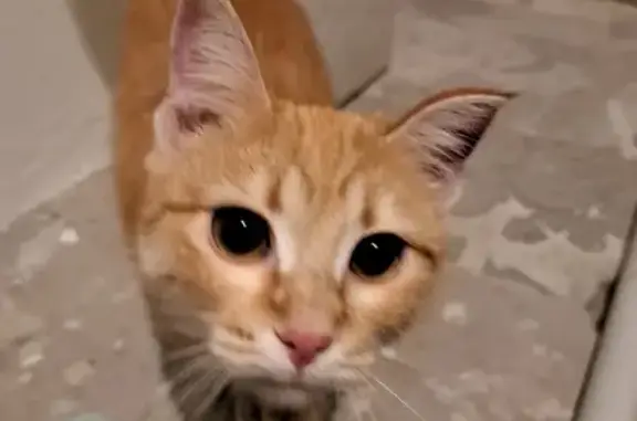 Найдена кошка на Воронова, 24