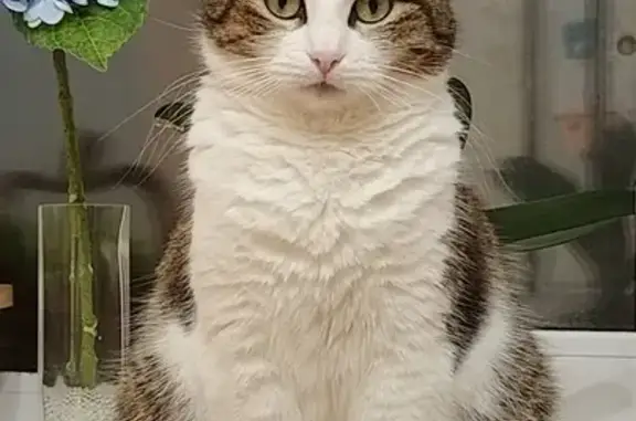 Кошки потеряшки, Санкт-Петербург, фото: Потеряшка кошка, ул. Мануильского, 37