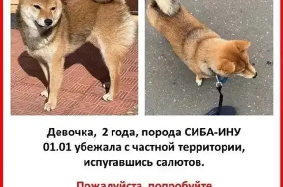 Пропала собака в Синьково!