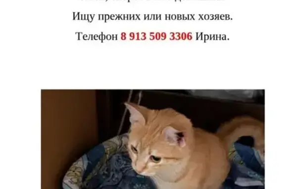 Найдена кошка, ул. Воронова, д. 24