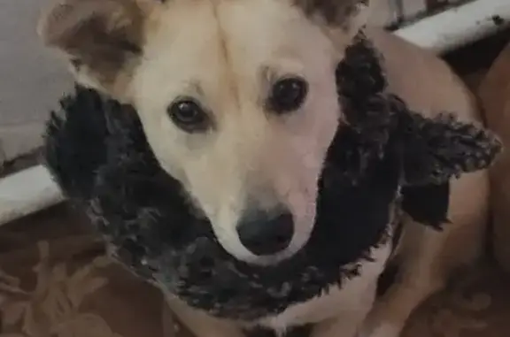 Пропала собака Бася в Академгородке