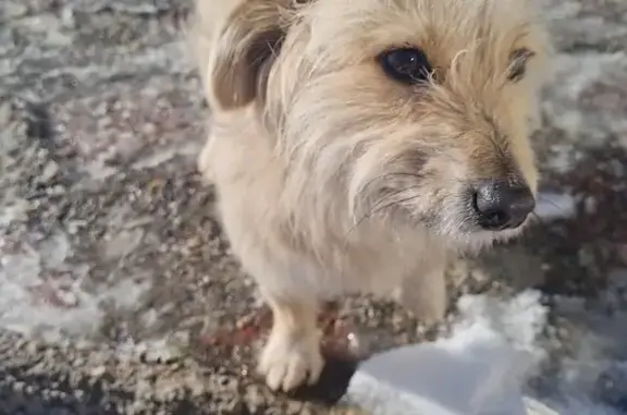 Найдена собака: ул. Доваторцев, Ставрополь