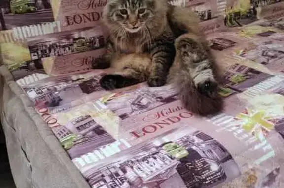 Кошки потеряшки, Цыпка, фото: Потеряшка кот, Сочинская 75, Туапсе