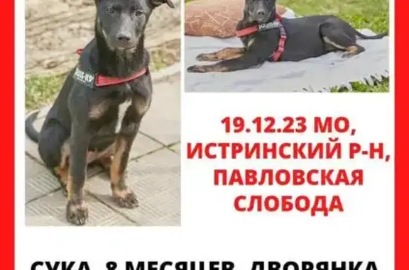 Пропала собака в Истре, ул. Ленина 23