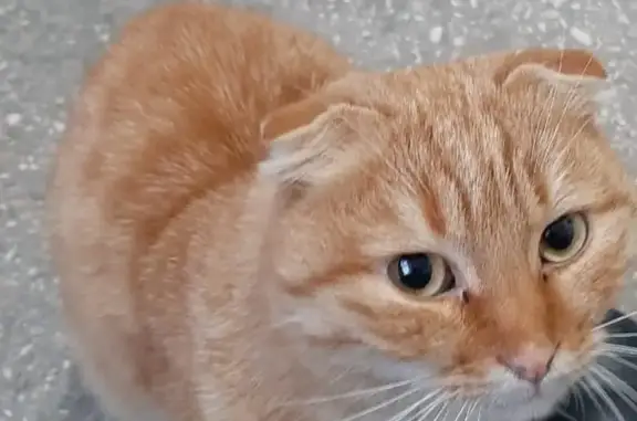 Найдена рыжая кошка, ул. Пушкина, 30